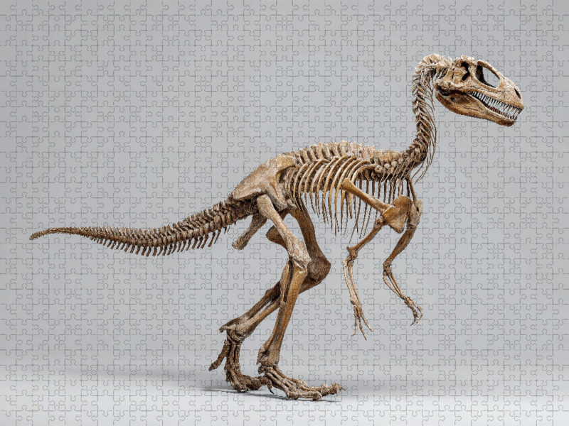 Deinonychus-Skelett - Raubsaurier mit Kletterkrallen