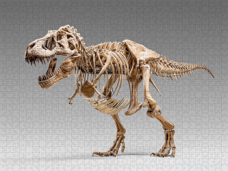 Dinosaurier Tyrannosaurus Rex - König der Jäger