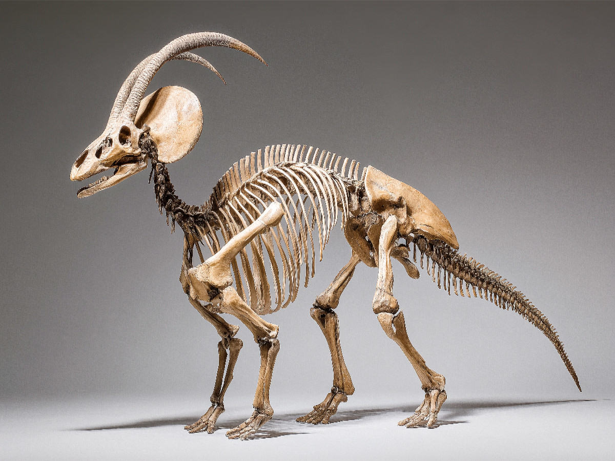 Dinosaurier Parasaurolophus-Skelett mit markantem Kopfkamm