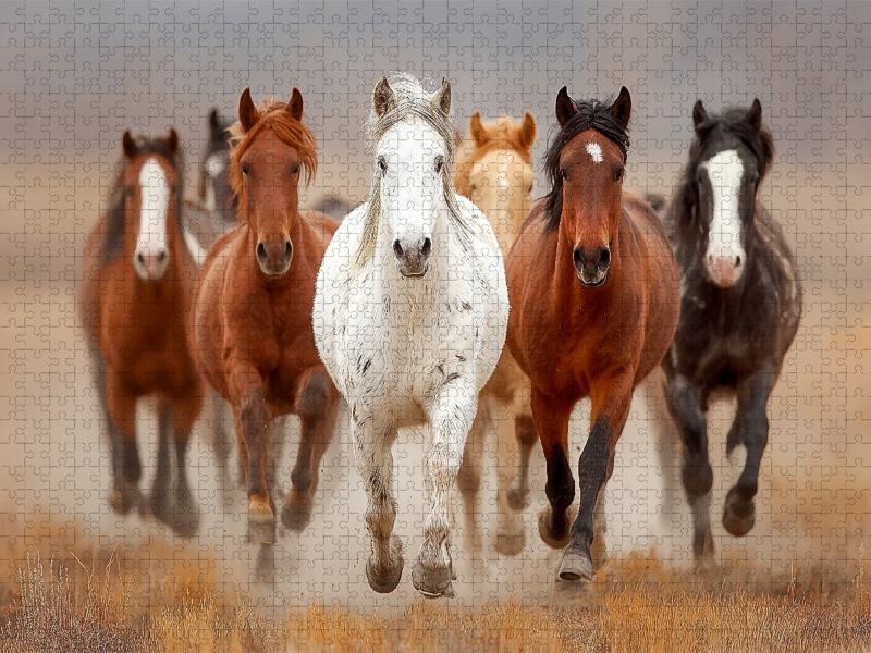 Wild lebende Mustangs im Galopp