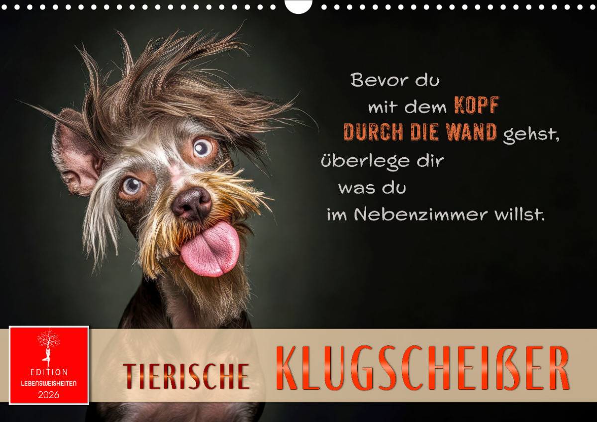 Eine Maine Coon Katze sitzt im Herbst zwischen Kürbissen und zeigt ihre elegante Ausstrahlung.