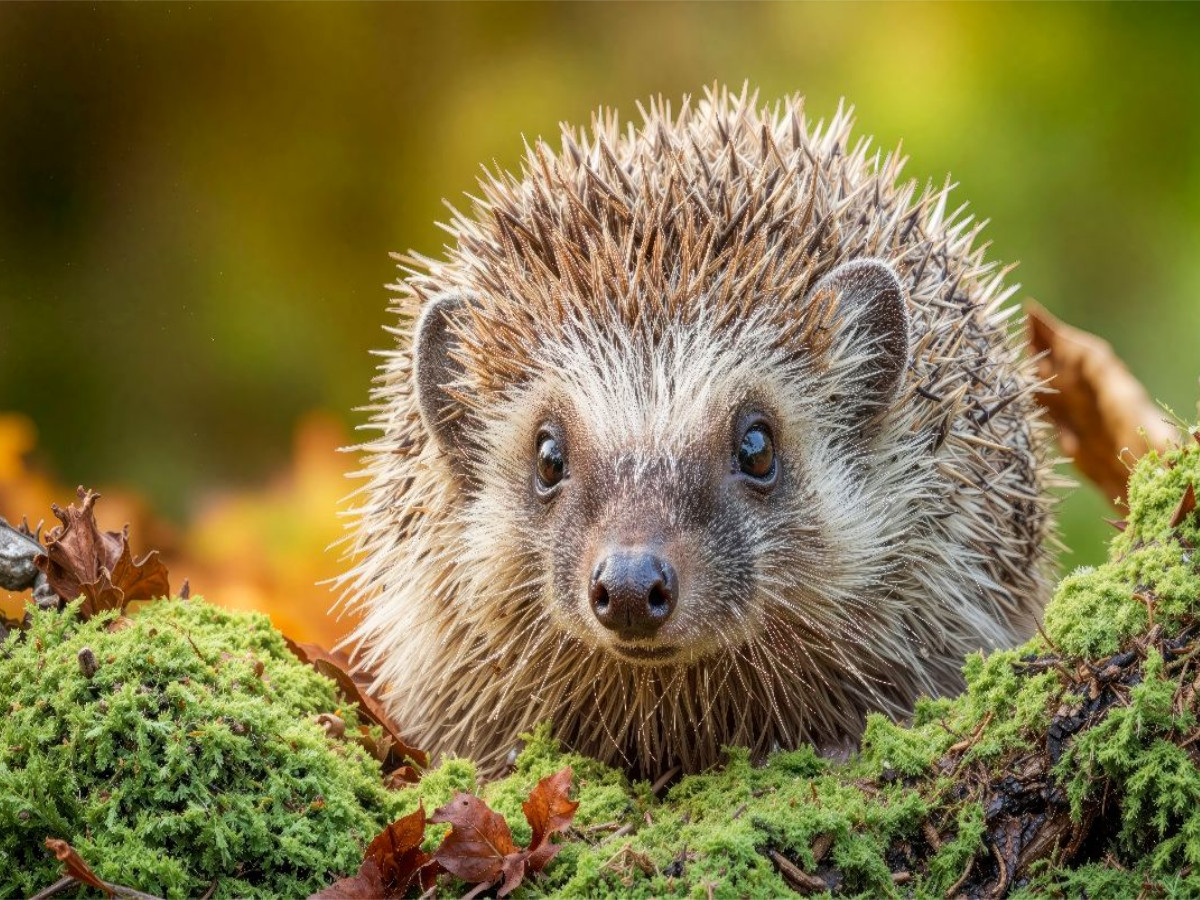 Ein Igel krabbelt durch buntes Laub und Moos – der Herbst ist da
