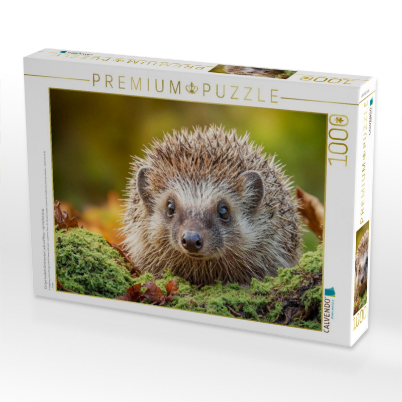 Ein Igel krabbelt durch buntes Laub und Moos – der Herbst ist da