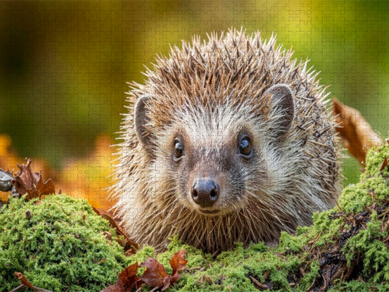 Ein Igel krabbelt durch buntes Laub und Moos – der Herbst ist da