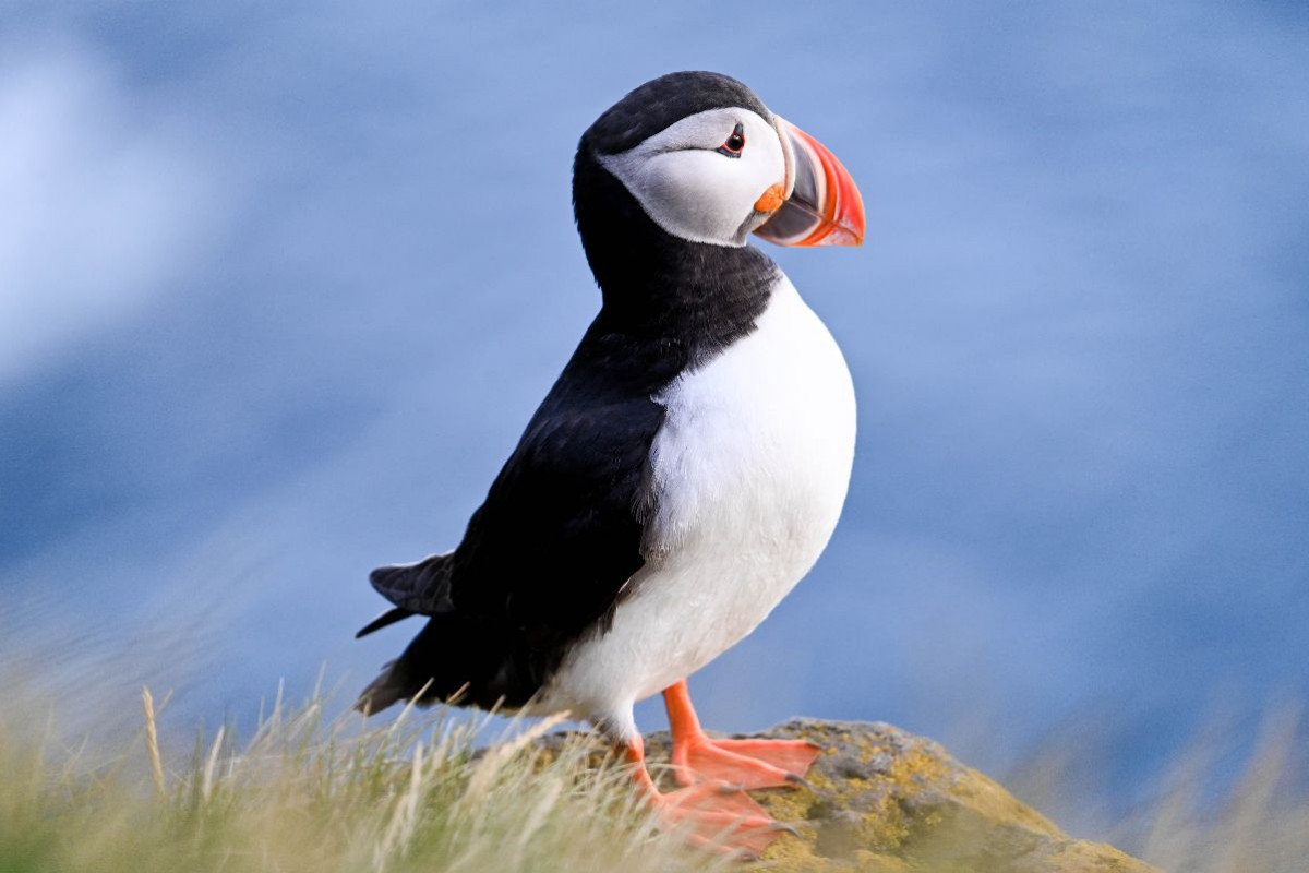 König der Puffins
