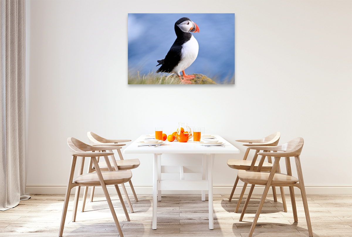 König der Puffins