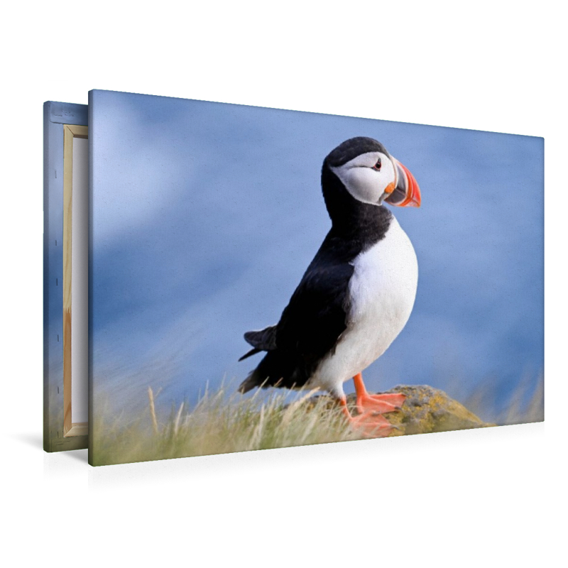 König der Puffins