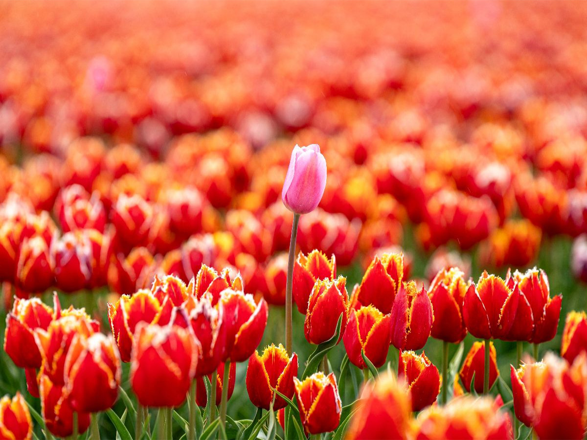 Proud miscolour in the tulip field in Julianadorp