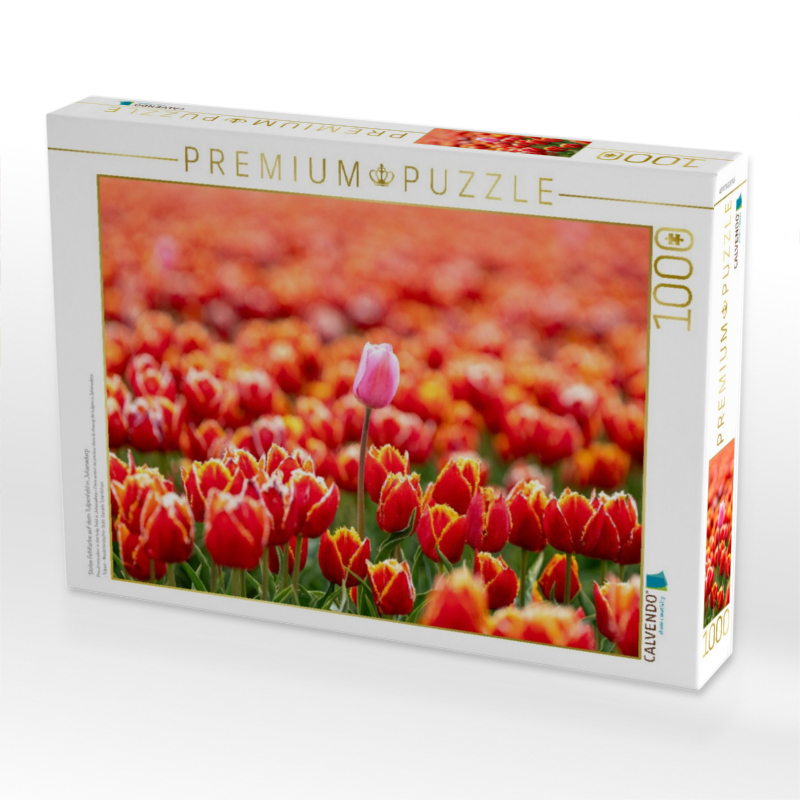 Proud miscolour in the tulip field in Julianadorp