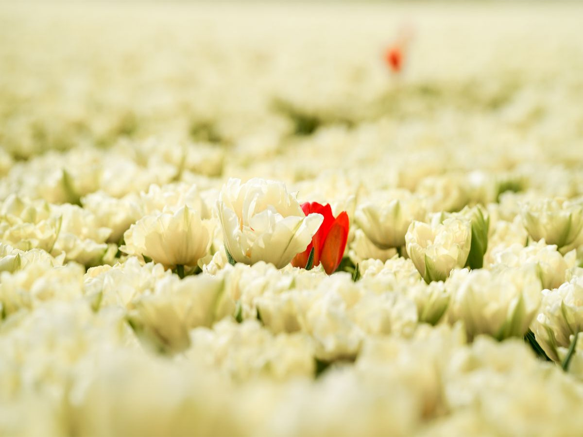 Snow White and Rose Red Tulips in Julianadorp