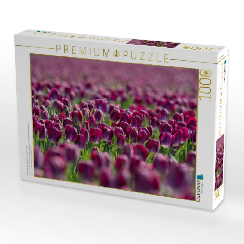 Magnificent purple tulip field in Julianadorp