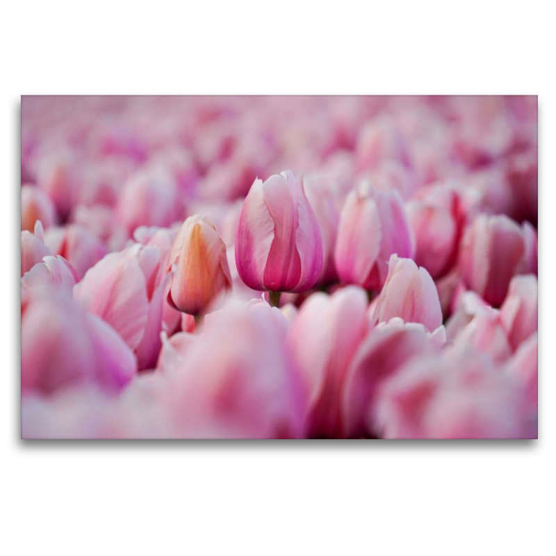 Pink tulips in Julianadorp