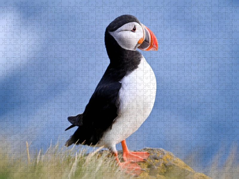 König der Puffins