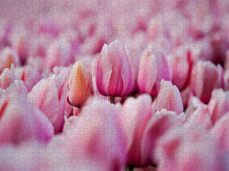 Pink tulips in Julianadorp