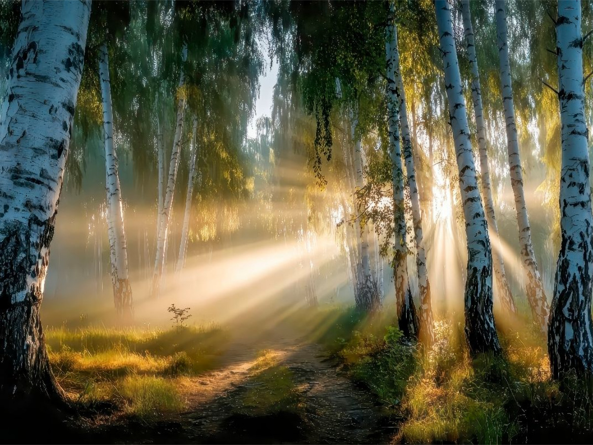 Sonnenstrahlen durchdringen den Birkenwald – der Tag beginnt mit goldenem Flüstern