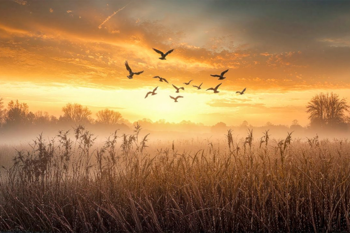 Gänse ziehen im Morgenlicht über nebelverhangene Wiesen – ein fliegender Neubeginn