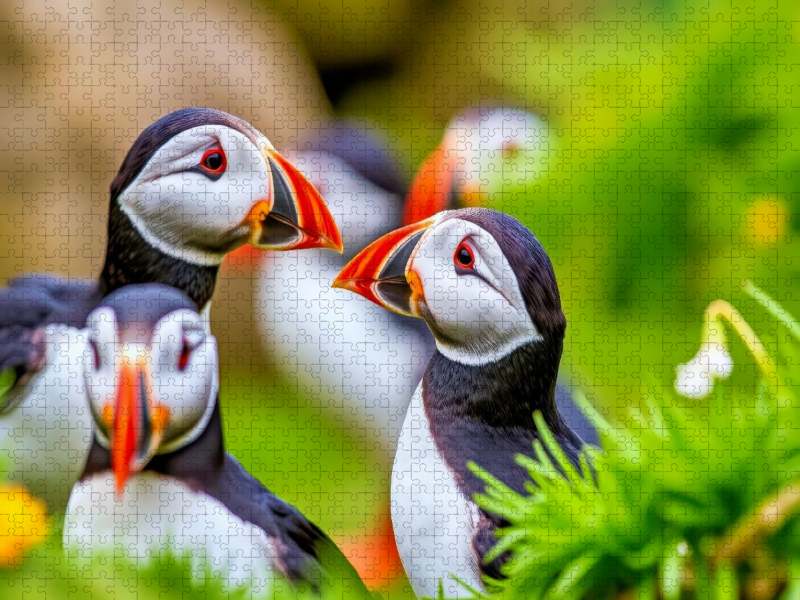 Mit der Eleganz eines Papageientauchers.