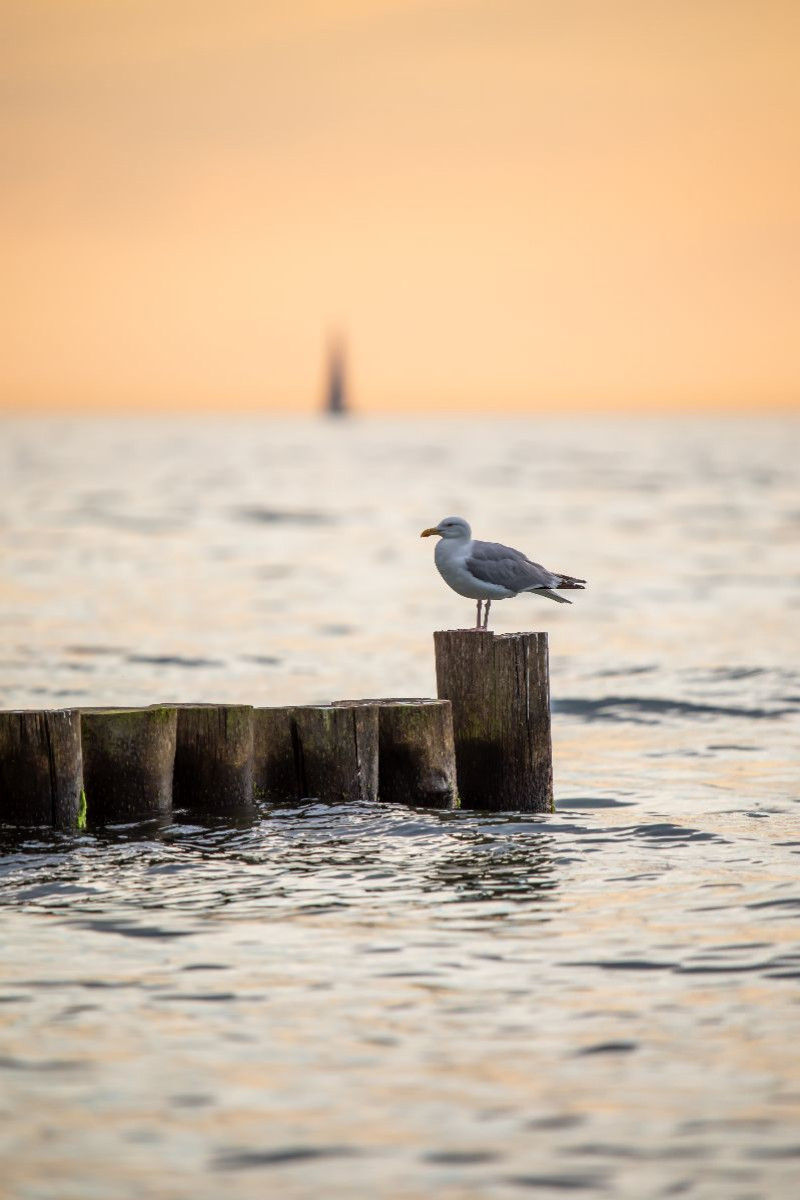 Ostsee - Möwe auf einer Buhne