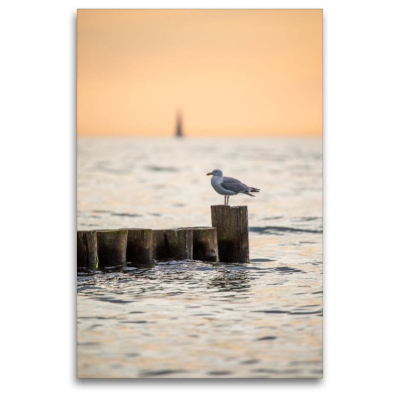 Ostsee - Möwe auf einer Buhne