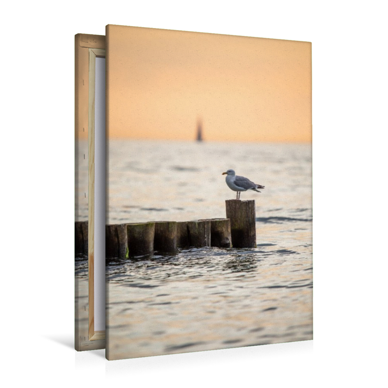 Ostsee - Möwe auf einer Buhne