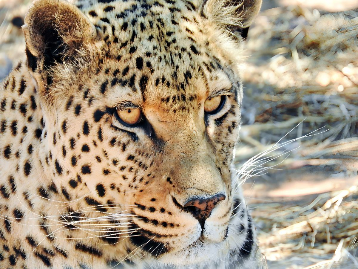 Leopard in der Kalahari