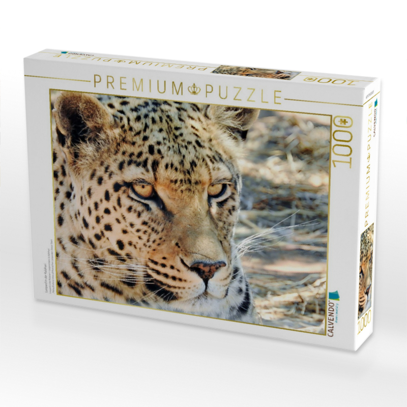 Leopard in der Kalahari