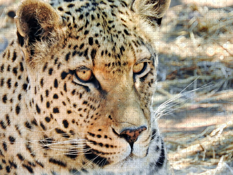 Leopard in der Kalahari