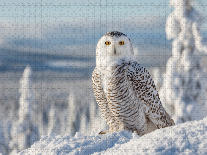Majestätische Schneeeule im Winter