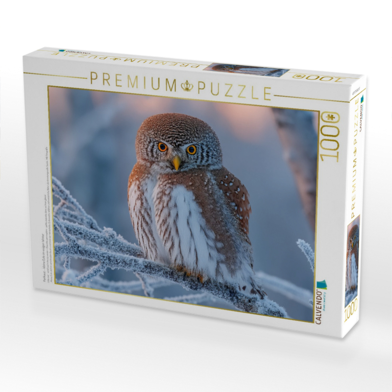 Perlkauz – kleine Eule im eisigen Winter