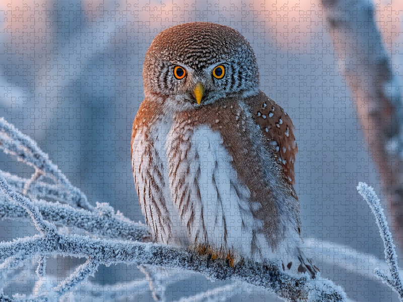 Perlkauz – kleine Eule im eisigen Winter