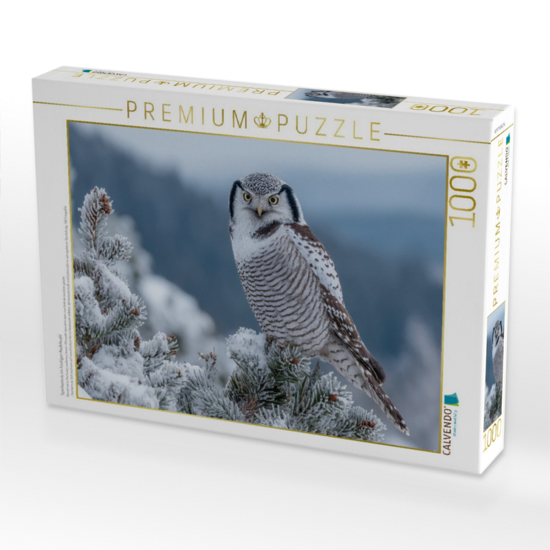 Sperbereule im frostigen Nadelwald