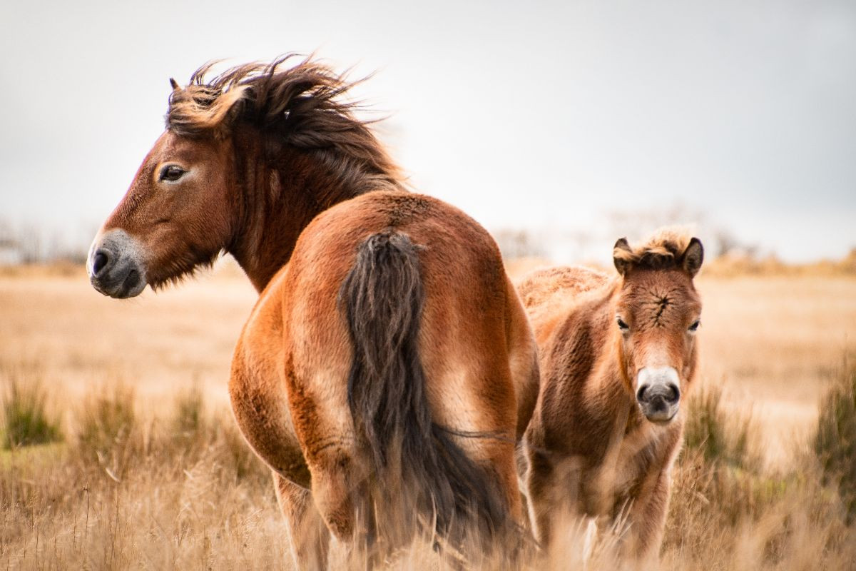 Exmoor Ponys gemeinsam unterwegs