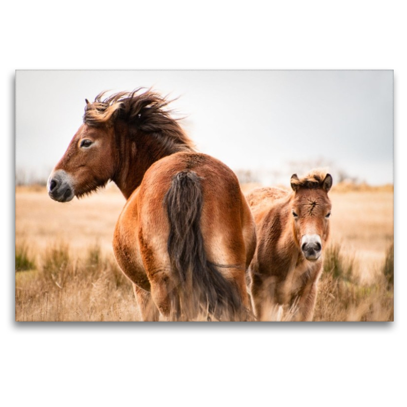 Exmoor Ponys gemeinsam unterwegs