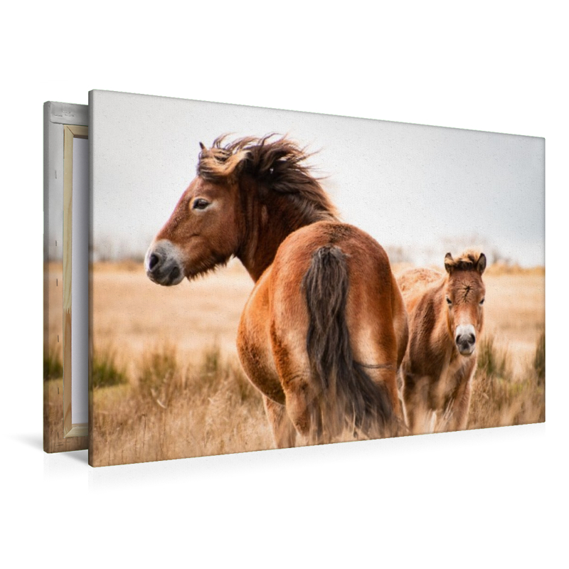 Exmoor Ponys gemeinsam unterwegs