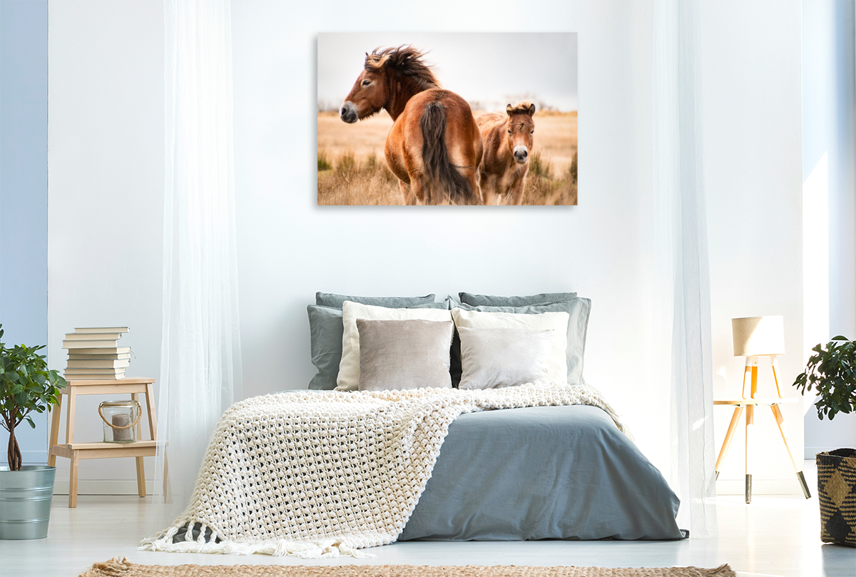 Exmoor Ponys gemeinsam unterwegs