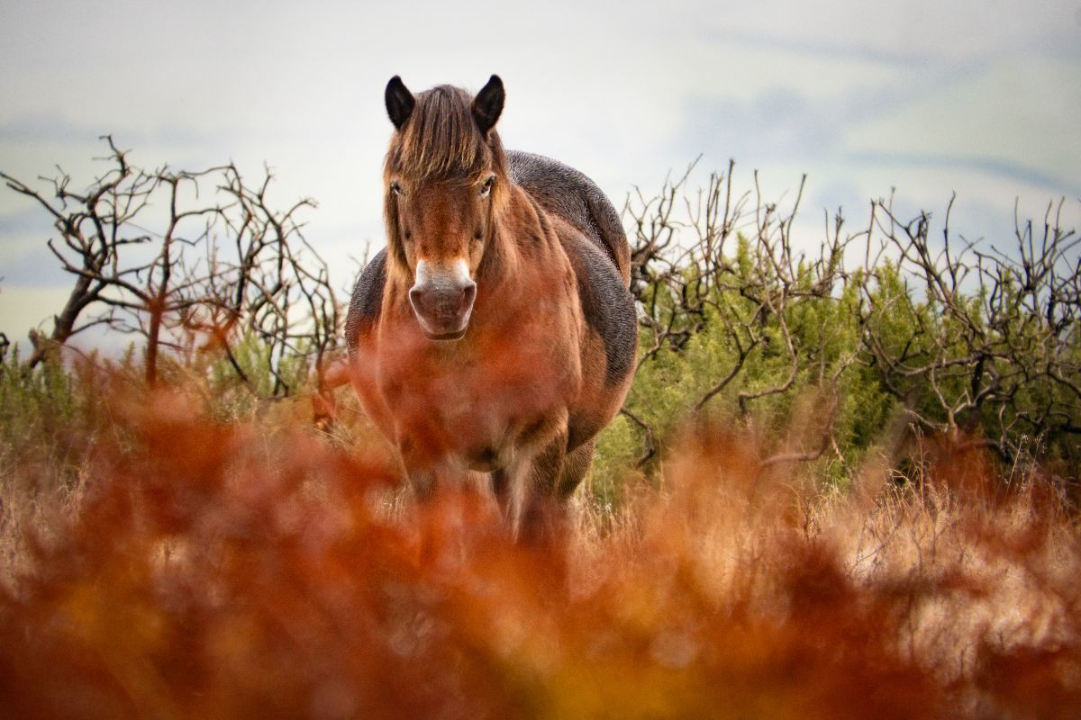 Exmoor Pony hinter leuchtendem Farn