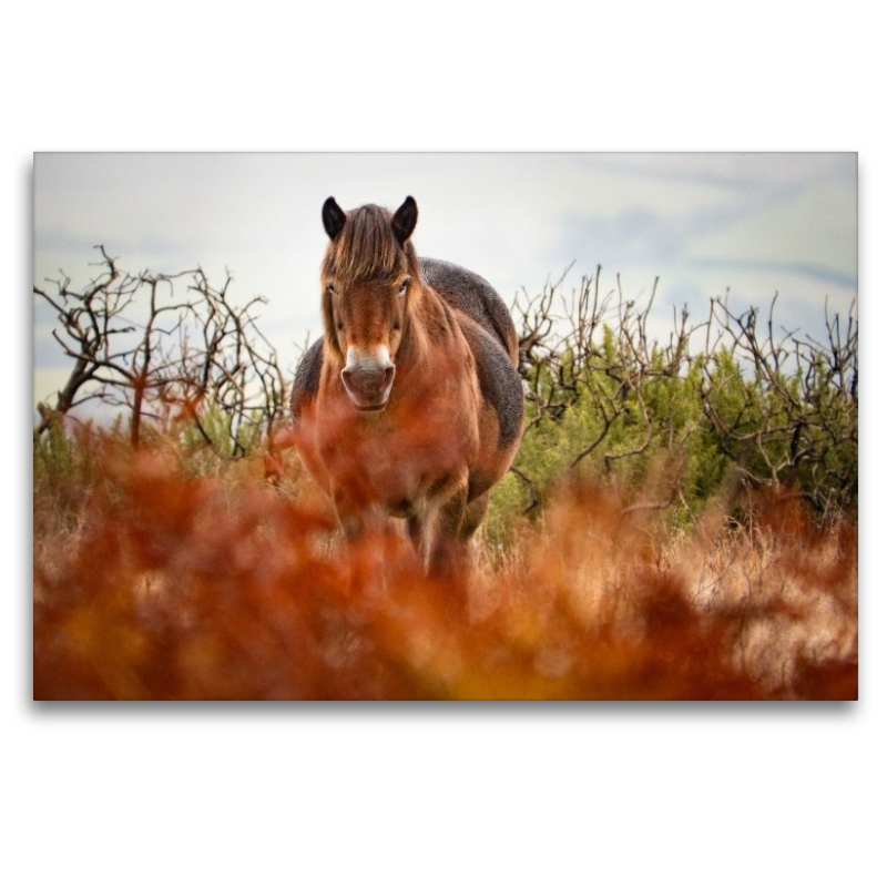 Exmoor Pony hinter leuchtendem Farn