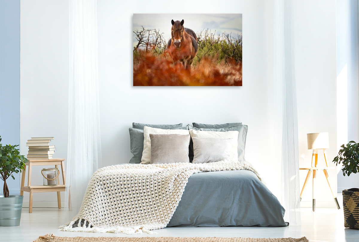 Exmoor Pony hinter leuchtendem Farn