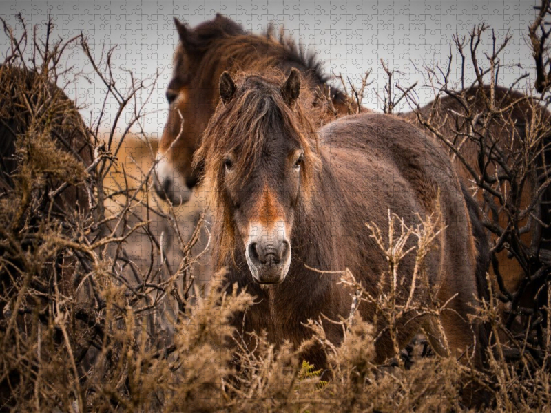 Wildes, rauhes Pferdeleben