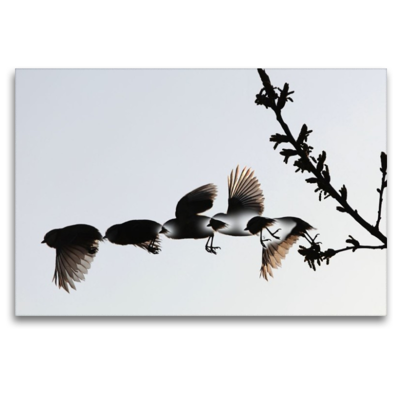 Ein Motiv aus dem Kalender Vögel im Fluge