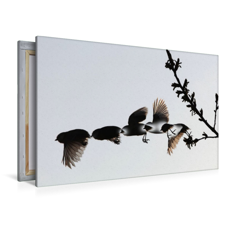 Ein Motiv aus dem Kalender Vögel im Fluge