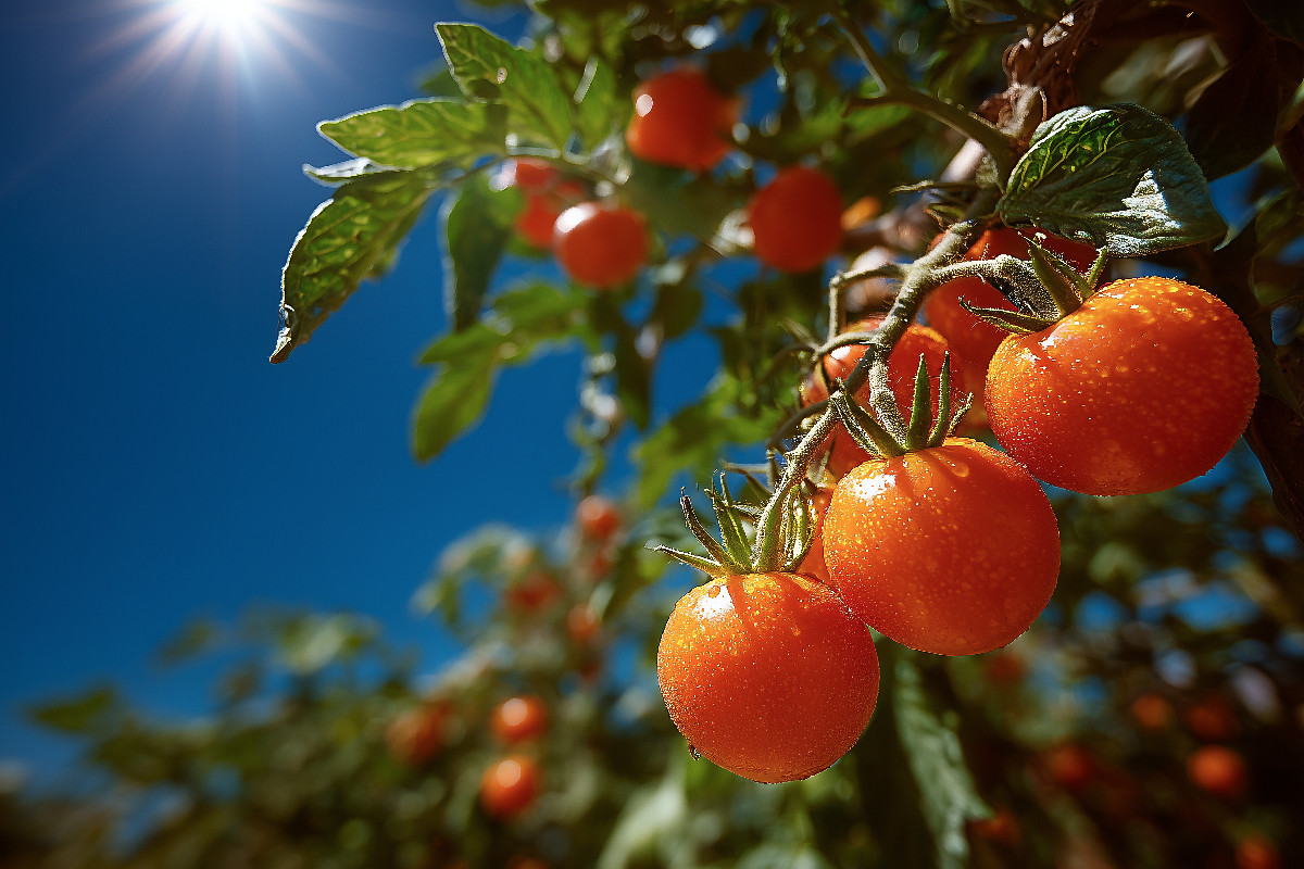 Reife Tomaten leuchten im Sonnenschein des Gartens