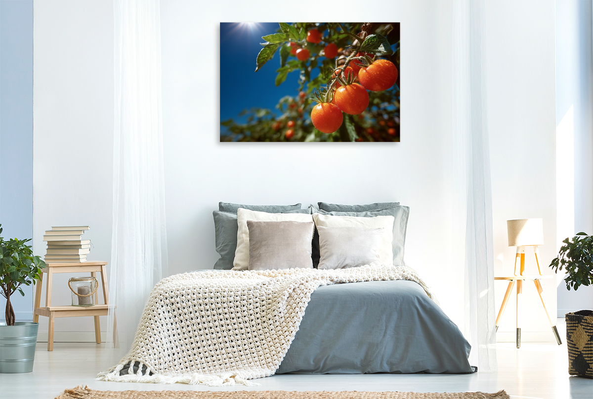 Reife Tomaten leuchten im Sonnenschein des Gartens