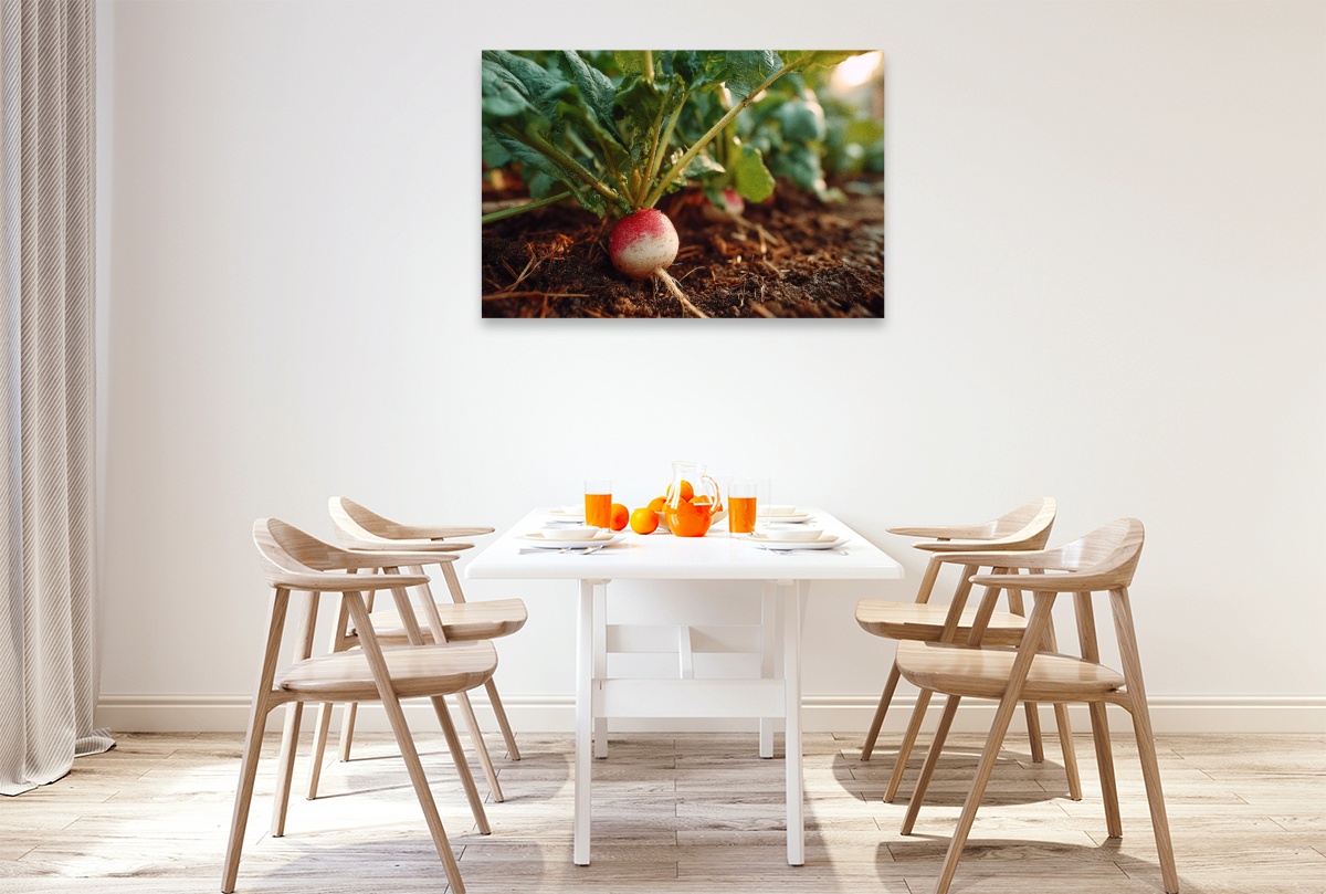 Radieschen frisch im Gartenbeet