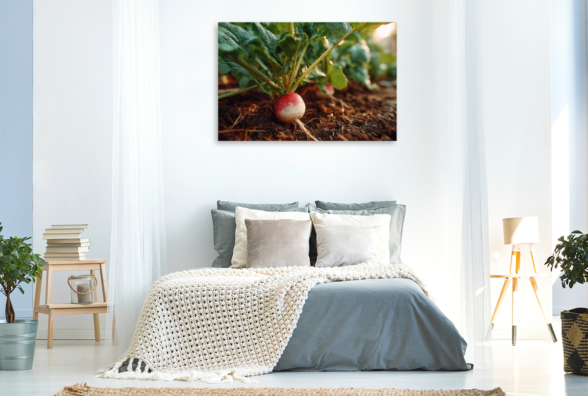 Radieschen frisch im Gartenbeet