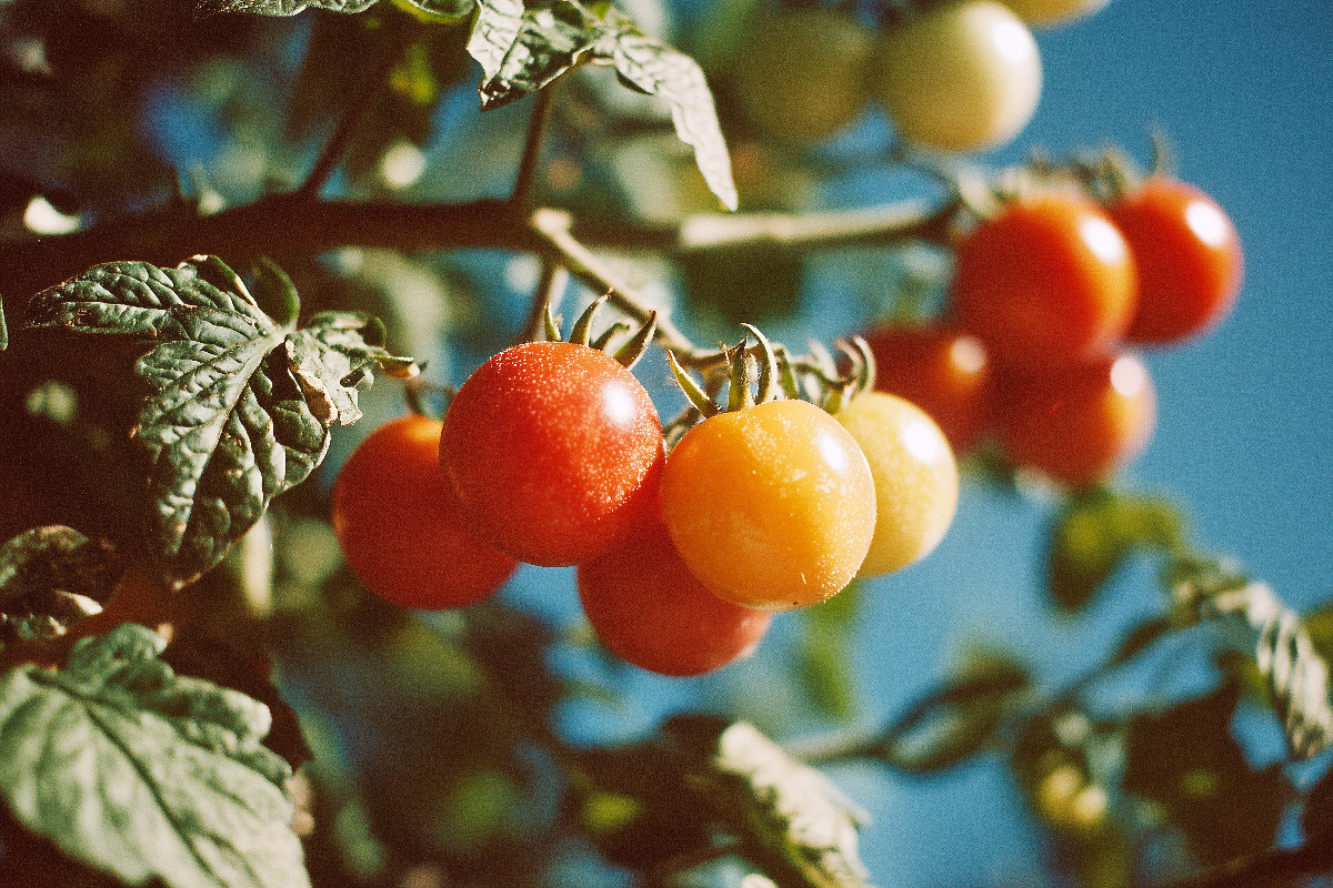 Reife Tomaten am Strauch im Sonnenschein