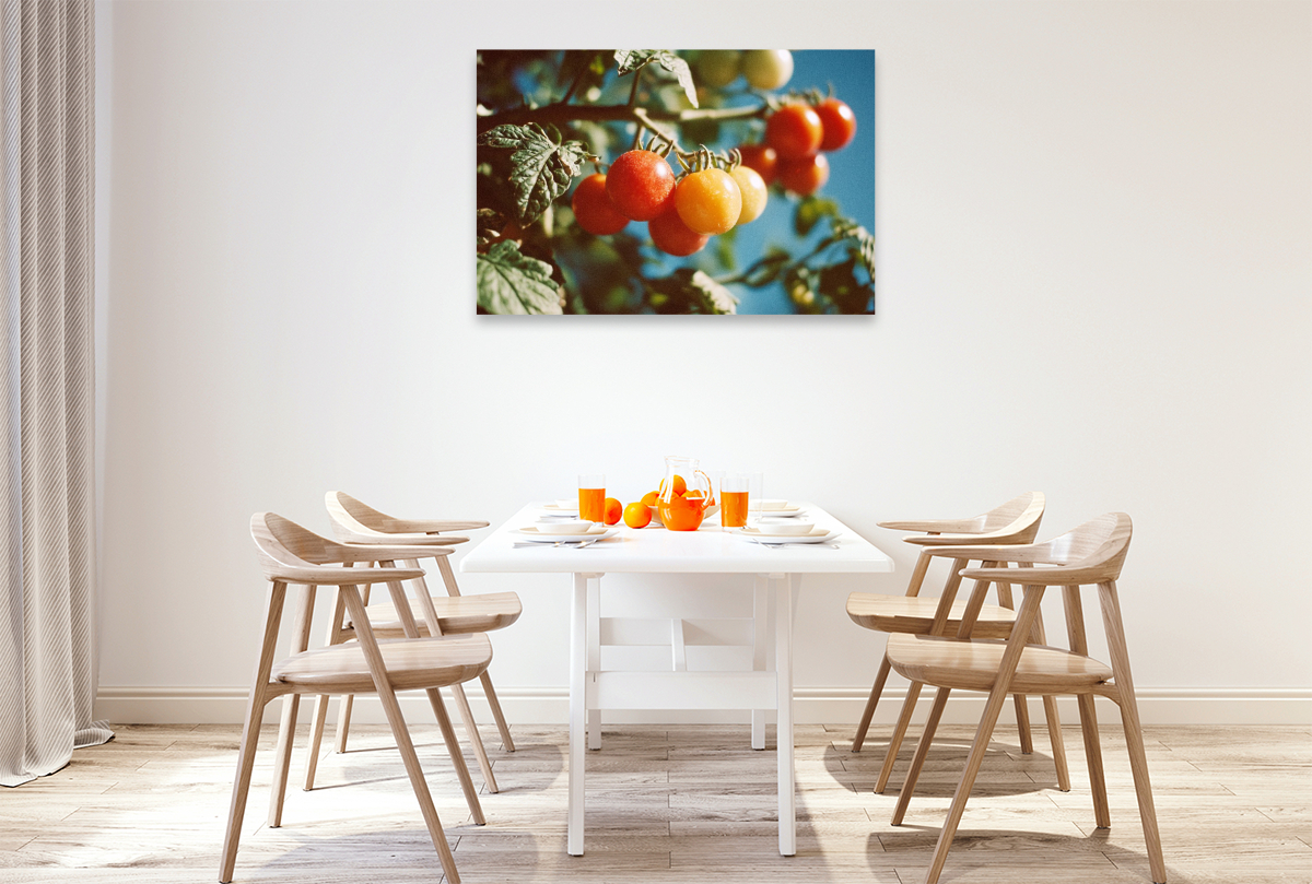 Reife Tomaten am Strauch im Sonnenschein