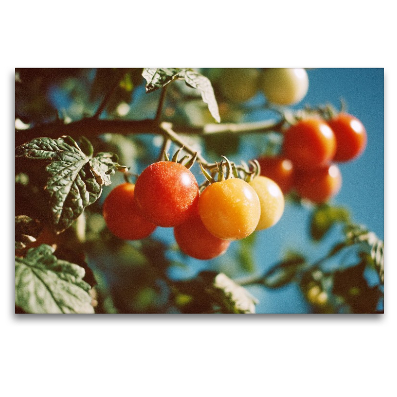 Reife Tomaten am Strauch im Sonnenschein