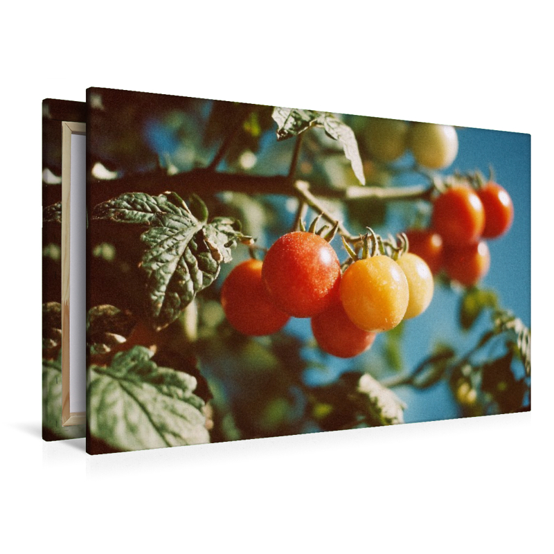 Reife Tomaten am Strauch im Sonnenschein