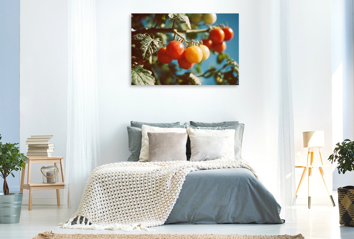 Reife Tomaten am Strauch im Sonnenschein